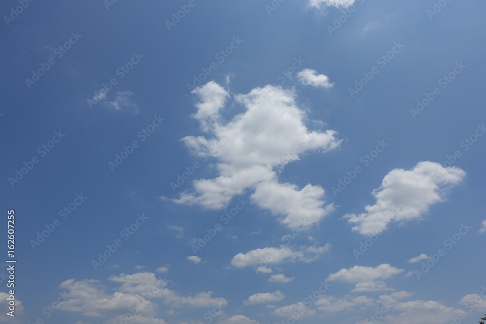 Fototapeta premium 初夏の散歩