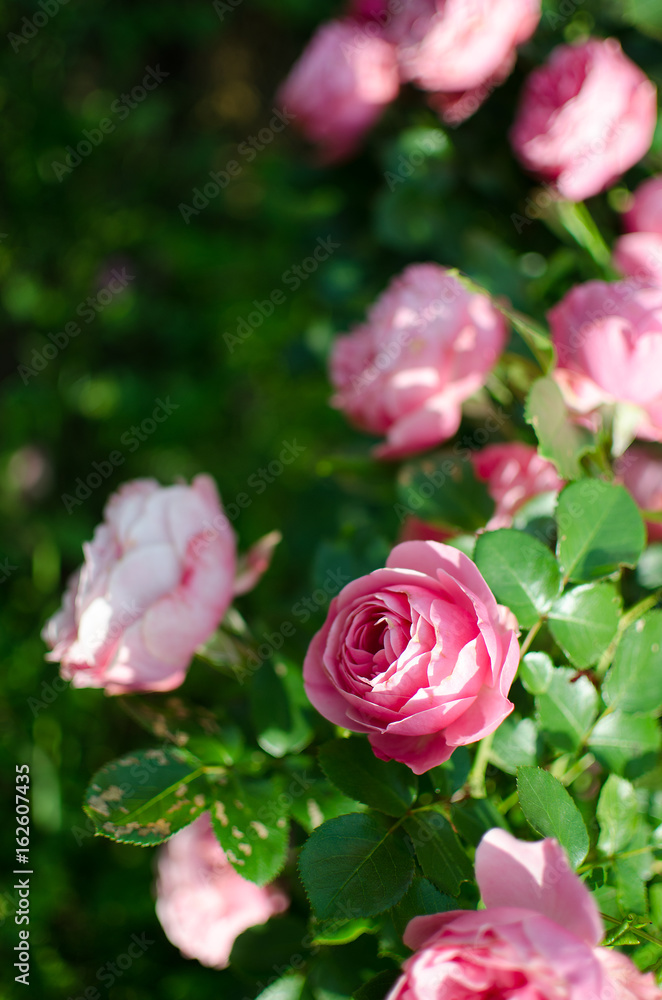 Blooms fragrant pink rose Blooms fragrant pink rose