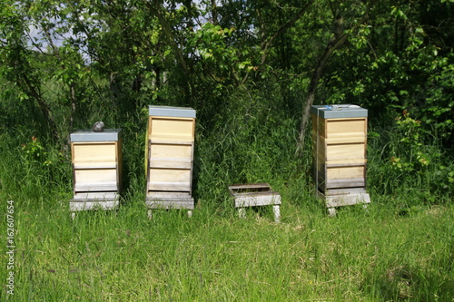 Bienenstöcke auf Wiese