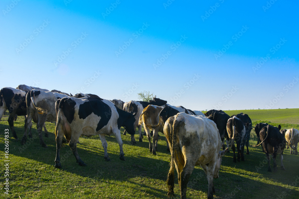 A large herd of cows going to the field for grazing A large herd of cows going to the field for grazing