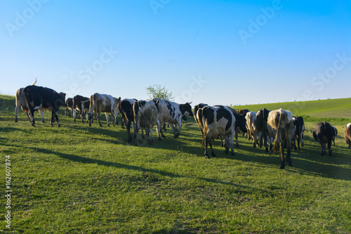 A large herd of cows going to the field for grazing © serg11111