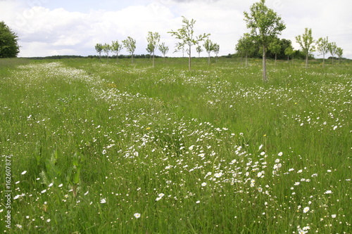 Blumenwiese im frühling