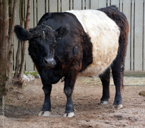 The Belted Galloway is a heritage beef breed of cattle originating from Galloway in South West Scotland, adapted to living on the poor upland pastures and windswept moorlands of the region.  photo