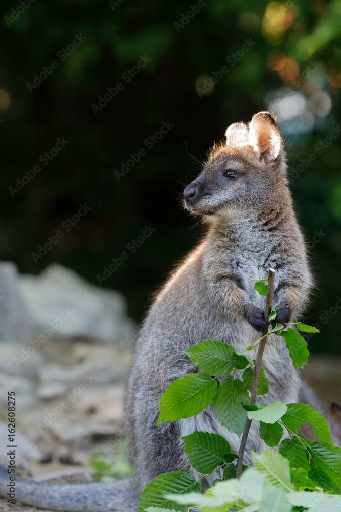Naklejka premium Red-necked Wallaby kangaroo baby graze