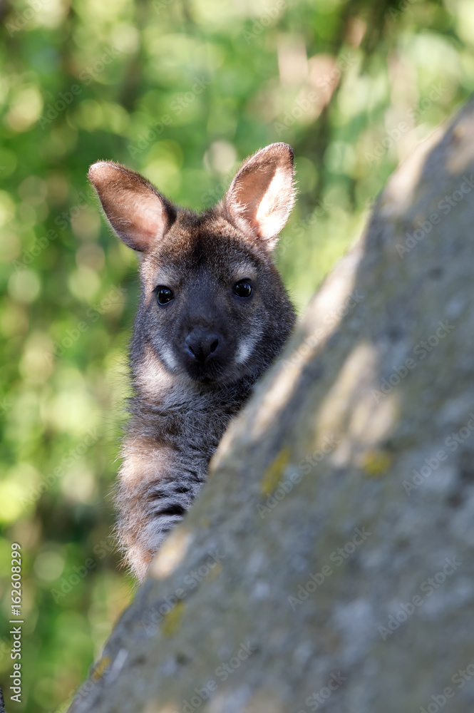 Fototapeta premium Red-necked Wallaby kangaroo baby