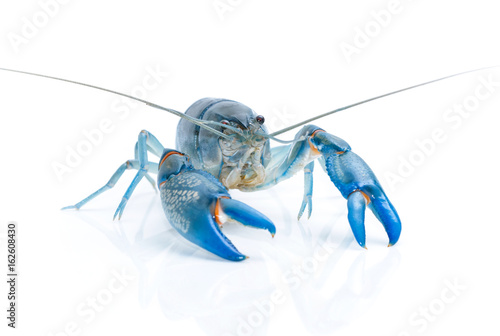 Blue crayfish cherax destructor isolate on white