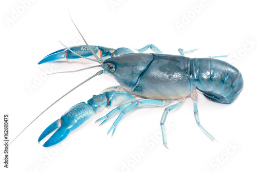 Blue crayfish cherax destructor Yabbie Crayfish isolate on white
