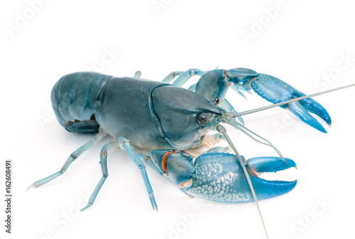 Blue crayfish cherax destructor,Yabbie Crayfish isolate on white