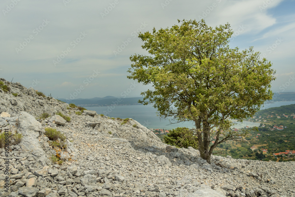 lone bushy tree at stone hill slope at island Pasman in Croatia
