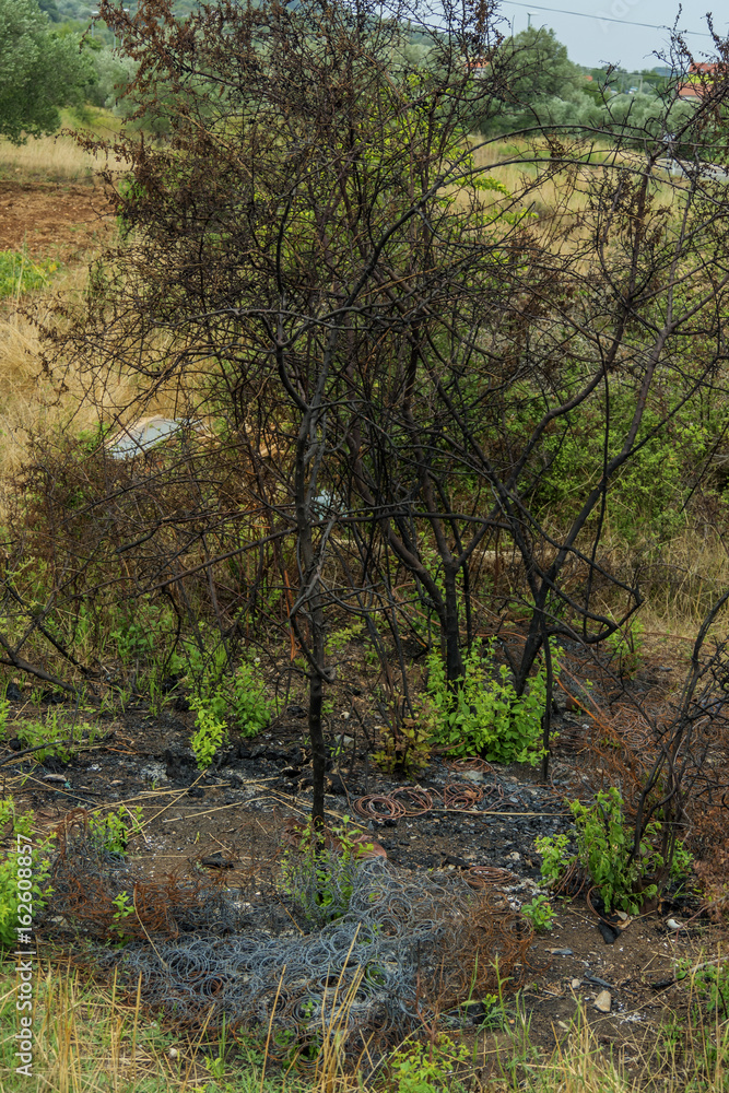 Burned bushes on island Pasman in Croatia Burned bushes on island Pasman in Croatia