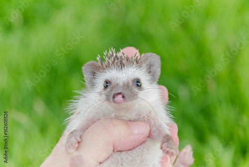 Hedgehog in the green meadow ,African pygmy hedgehog