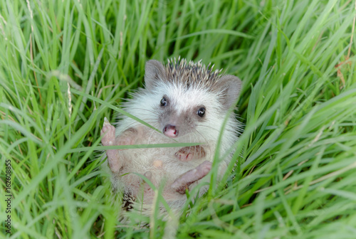 Hedgehog in the green grass ,African pygmy hedgehog © praisaeng