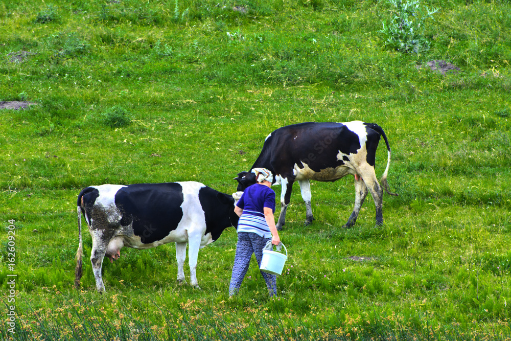 A large herd of cows. Milkmaid milking cows right in the field A large herd of cows. Milkmaid milking cows right in the field
