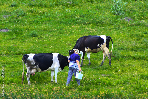 A large herd of cows. Milkmaid milking cows right in the field
