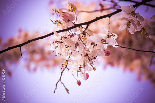 Lovely flowers of Cassia bakeriana Craib or Pink Shower tree in Thailand. photo