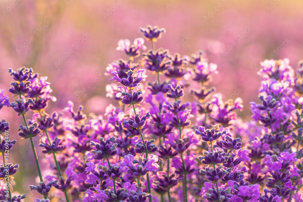 Obraz premium Lavender flowers at sunset / Lavender flowers in sunset light