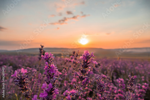 Landscape of lavender fields at sunset / Landscape of lavender field in rays of sunset
