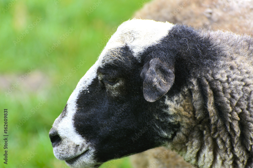 A lone sheep grazing on a beautiful meadow for grazing A lone sheep grazing on a beautiful meadow for grazing
