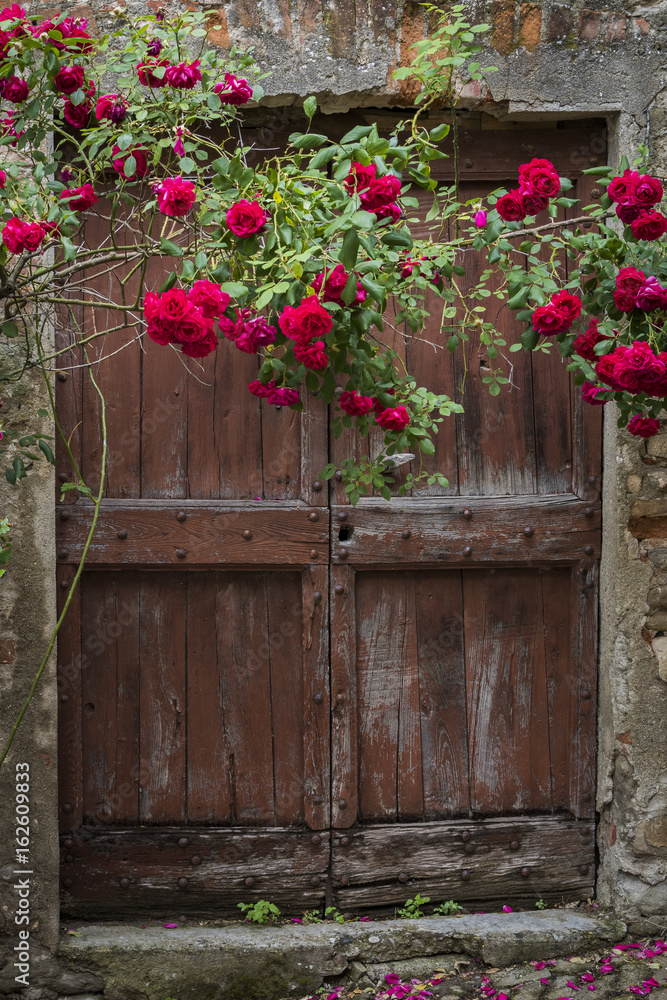 Red Roses and Old Door in Mombaldone, Piedmont