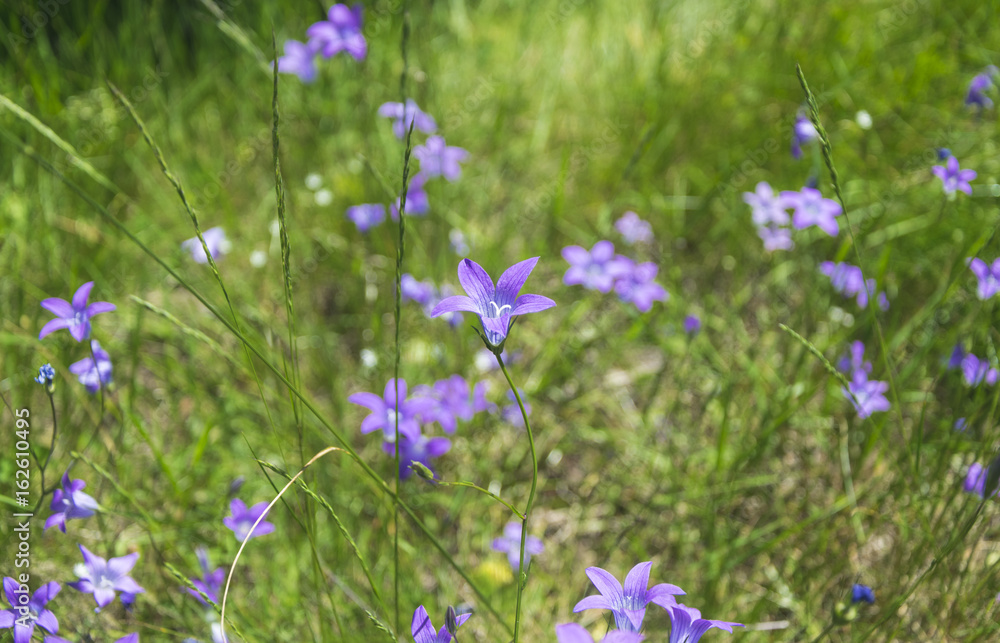 Beautiful blue bell flowers on meadow