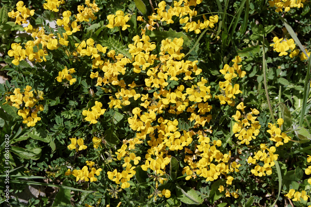 Obraz premium Fleurs de montagne...