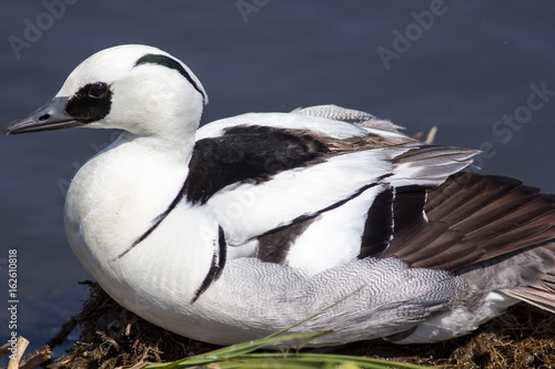 Male smew duck lying on land by water edge. Profile close up of black and white bird. photo