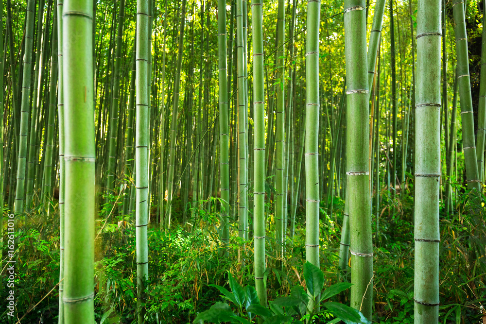 Bamboo forest of Arashiyama near Kyoto, Japan - obrazy, fototapety, plakaty 