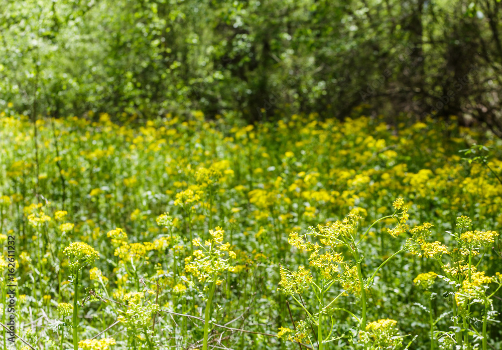 Field of Yellow Wildflowers