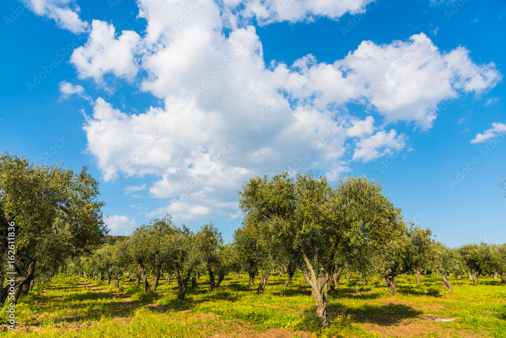 Clouds over olive trees in Sardinia