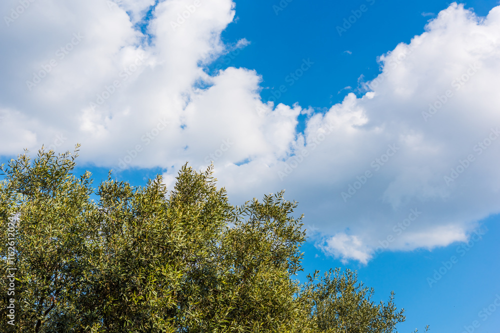 Olive tree under a cloudy sky Olive tree under a cloudy sky