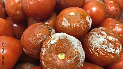 Tomatoes covered with mold