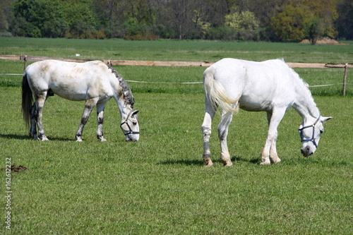 Two white horses on the pasture