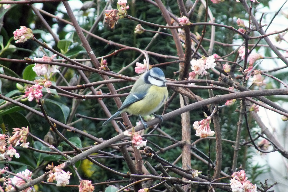 Fototapeta premium mésange bleue dans arbre en fleurs