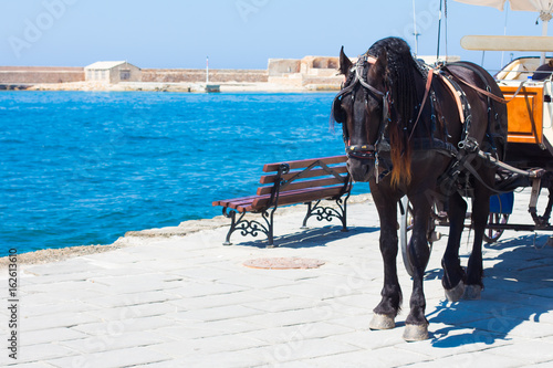 close up of black horse at Chania harbour. The historical Venetian lighthouse symbol of the city in background.