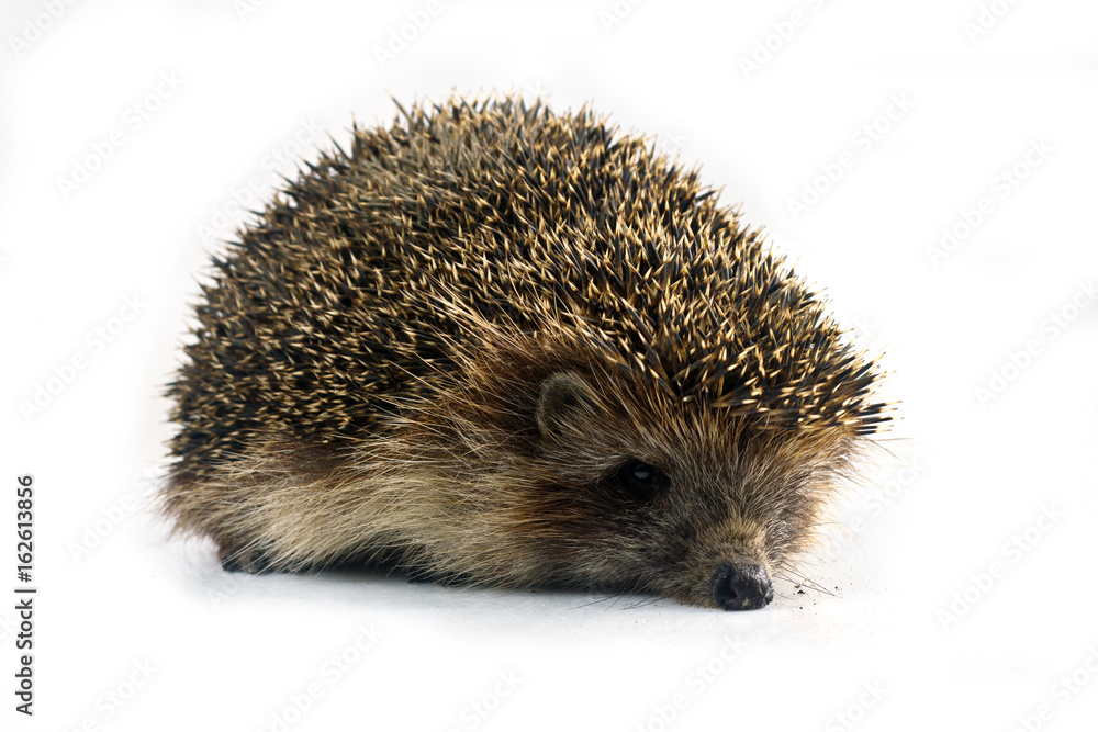 hedgehog hedgehog