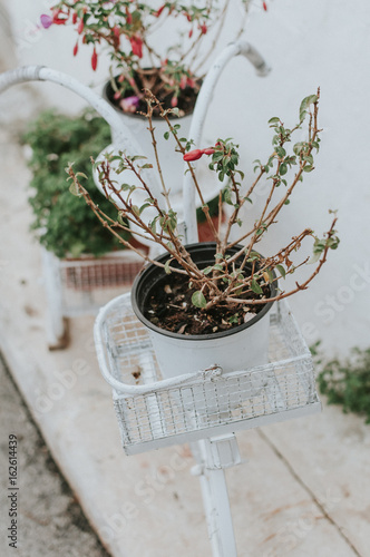Outdoor plant decorations