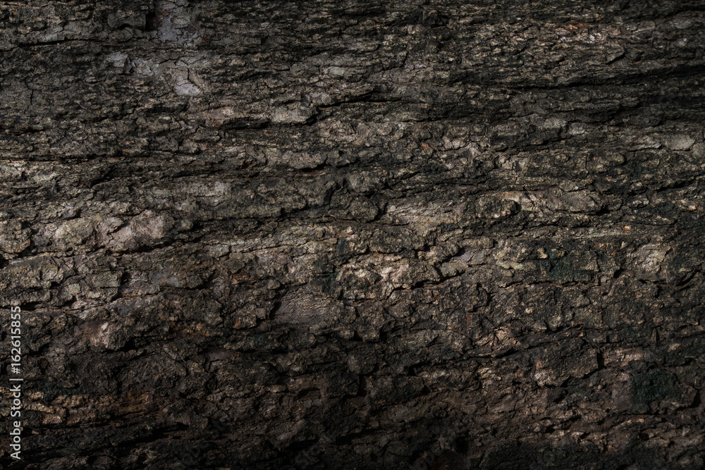 Old bark texture in national park. Old bark texture in national park.