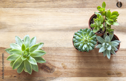 Beautiful green succulents on a wooden background