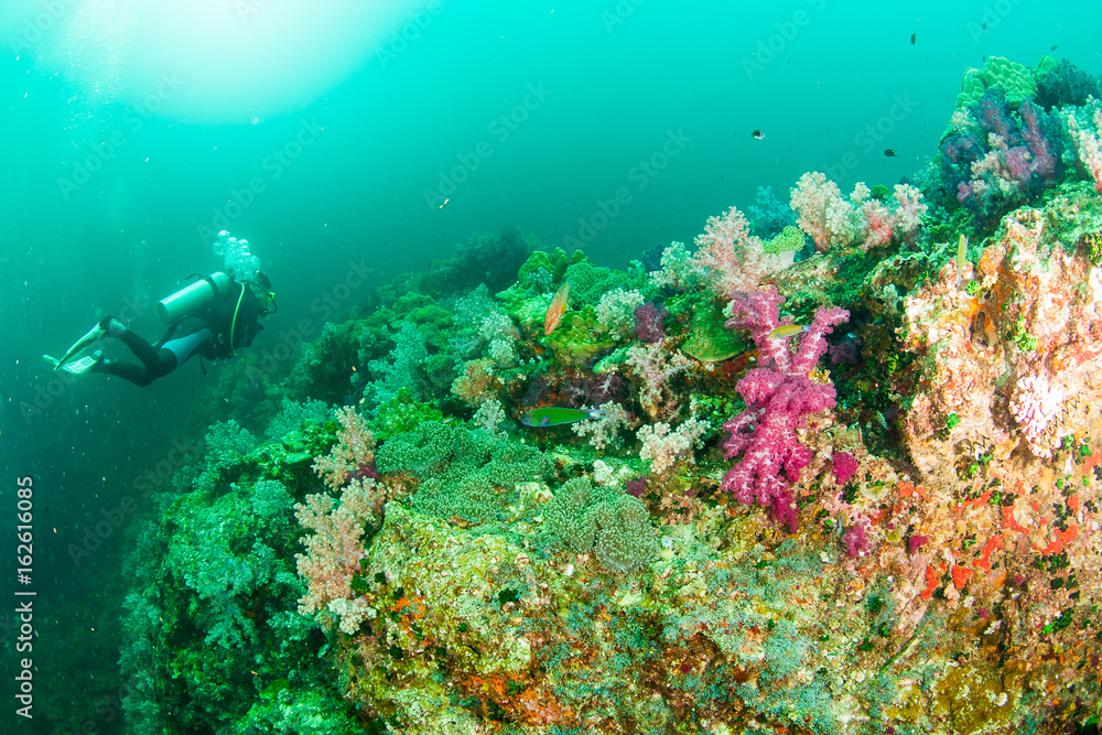 Fototapeta premium Wonderful and beautiful underwater world with corals, fish and sunlight