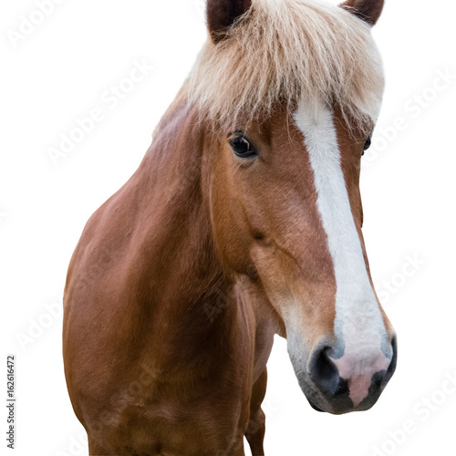 Sorrel horse with a mark on the muzzle. Close up. Isolated