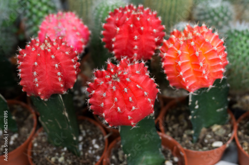 Red Cactus flowers in garden.