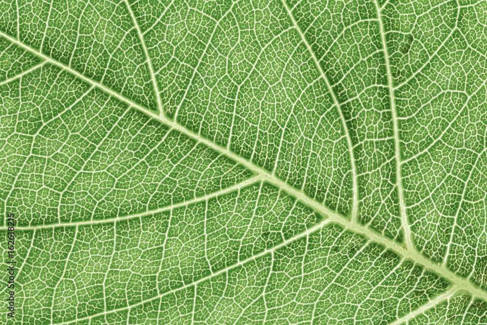 Leaf texture pattern for spring background, environment and ecology concept design. Color effect picture. Leaf texture pattern for spring background, environment and ecology concept design. Color effect picture.