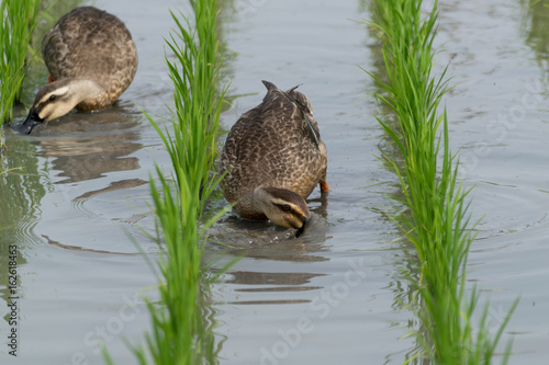 水田で餌を食べながら進むカモ
