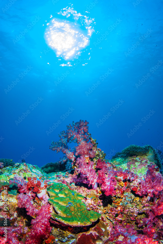 Under the sea with beautiful corals. Similan,North Andaman Sea