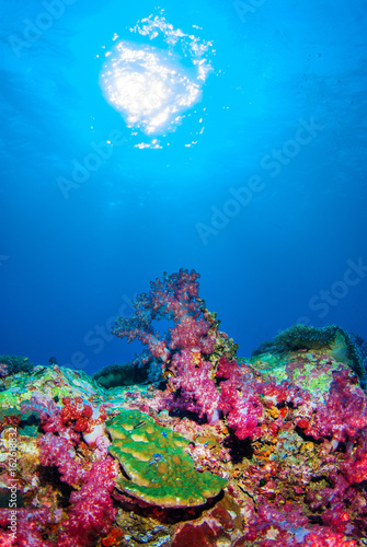 Fototapeta Naklejka Na Ścianę i Meble -  Under the sea with beautiful corals. Similan,North Andaman Sea