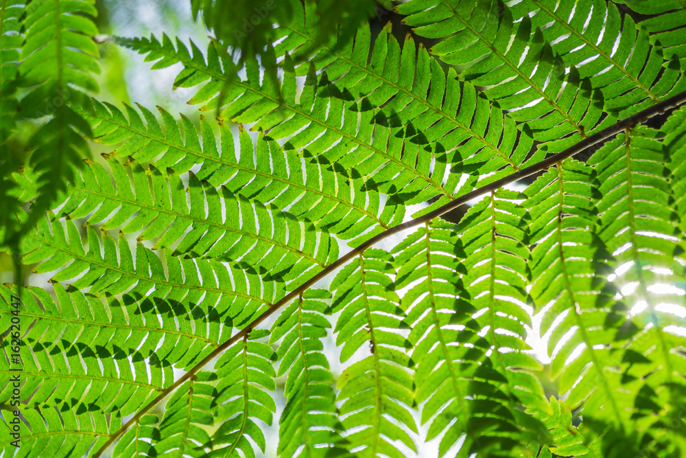 Farn, Marattia laevis Farn, Marattia laevis