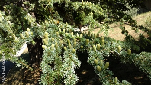 Pine cones on a pine tree the tip of the lush greenery