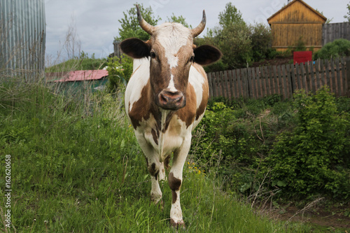 The cow walks in the village on the green grass photo