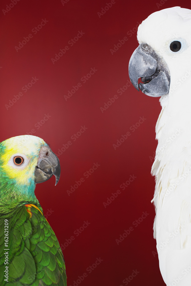 Fotografie Parrot and cockatoo