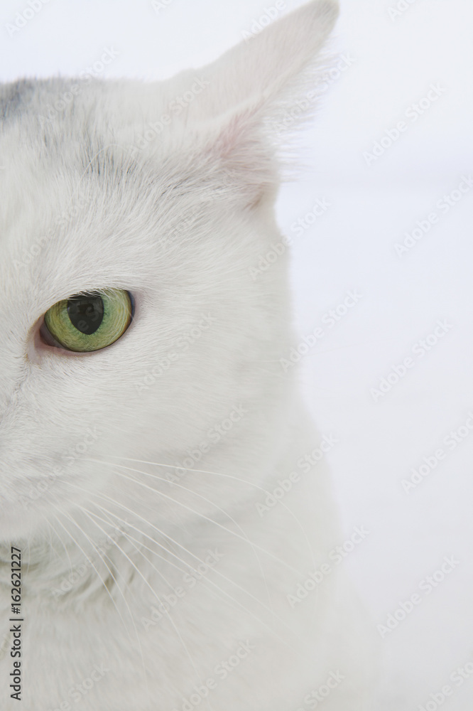 Head of white cat